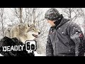 A Wolf Bites Steve! | Deadly 60 | BBC Earth Kids