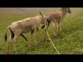Donkey Mating 17 Horse Mating Horse Breeding Donkey Breeding Horses Mating Numberdar Vlog