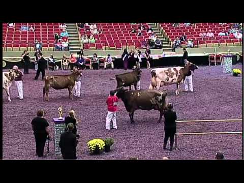 Ayrshire - 168 & 169 Grand Champion & Reserve Female