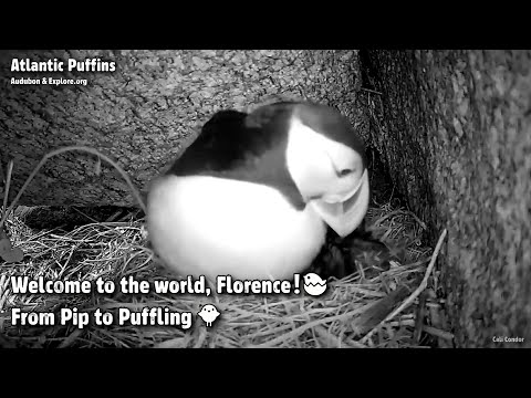 Atlantic Puffins🐧Welcome To The World, Florence❗️🐣From Pip To Puffling🐥Explore.org 2022-06-25