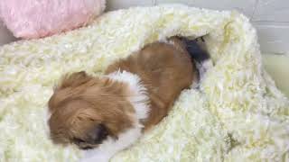 シーズーの動画01