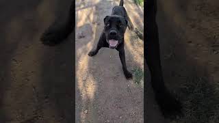 Video preview image #1 Mutt Puppy For Sale in phoenix, AZ, USA