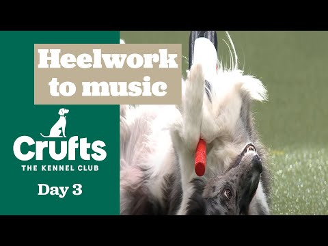 Heelwork to Music – Freestyle International Competition Part Three - | Crufts 2025