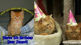 Cats celebrate Birthday at PetSmart