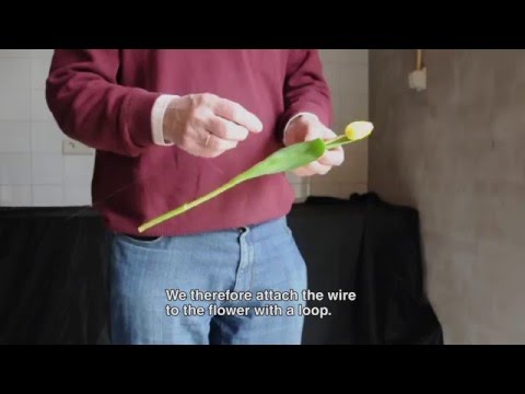 download lagu mp3 mp4 How To Wire Tulips, download lagu How To Wire Tulips gratis, unduh video klip How To Wire Tulips