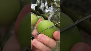 Download lagu Panen buah bidara super jumbo 🍉 🥝🍒 #short #fruits #tiktok #fruitcutting #ninjafruit #bidara #buah mp3