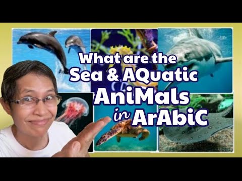 What are the SEA & AQUATIC ANIMALS in ARABIC?