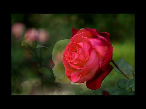 image : Giverny, le jardin de Claude Monet