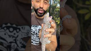 Download lagu How Tokay Geckos get their name 😄 #tokaygecko mp3