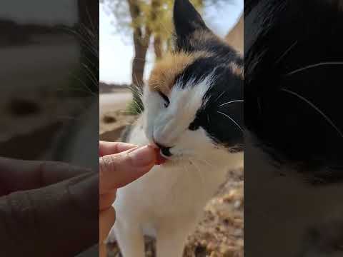 , title : 'POV: Cute Calico Cat Eating  Chicken In my Hand 🐾😻🔊🤌🍗👅 Satisfying Yummy ASMR #Shorts'