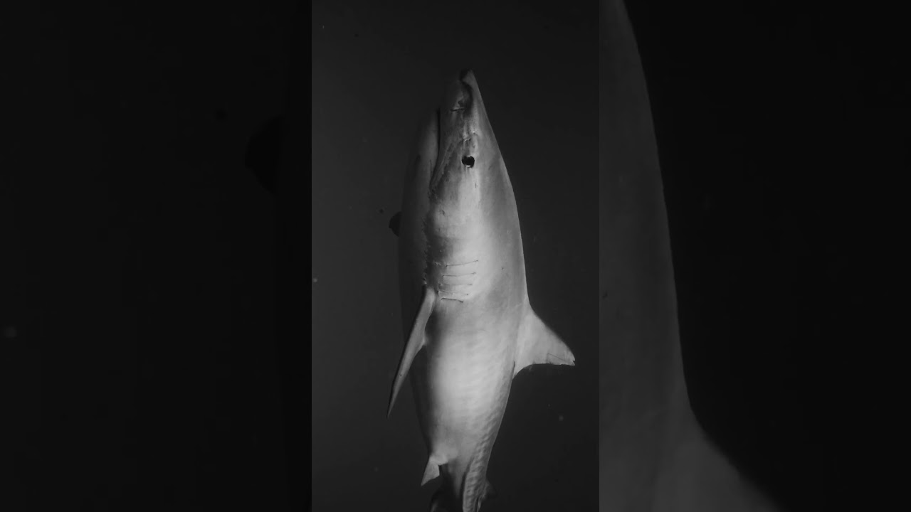 Tiger Shark, The Ocean's Great Navigator
