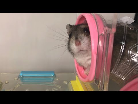 Hamster goes to Mars by Space X
