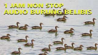 Download lagu SUARA PIKAT BURUNG BELIBIS PIKAT 1 JAM NON STOP mp3