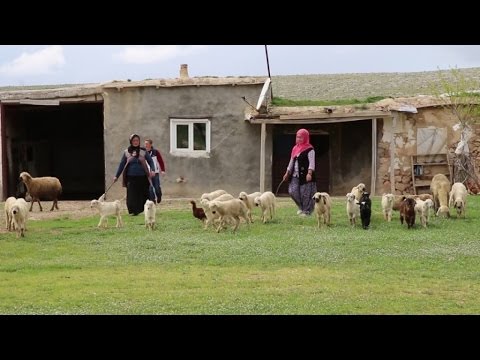 Haydar Alçık - İsmi Naz