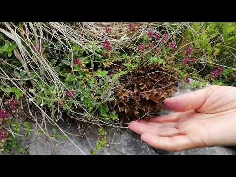 Smilje i bosilje Majkina dušica i Islandski lišaj