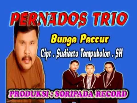 Bunga Paccur - Pernandos Trio