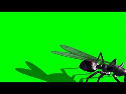ant runs different directions - "free Chroma Key Effects"