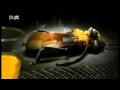 MENOMENA - Evil Bee-2007