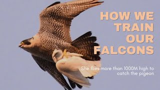 SHE FLOWN MORE THAN A THOUSAND METERS HIGH TO CATCH THE PIGEON!!