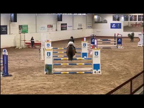 Vaiana 8j. Hann. v. Voltaire -  Werther  VB 18.000,- Euro