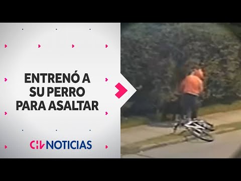 Así operaba el sujeto que entrenó a su perro para asaltar a solitarios peatones - CHV Noticias