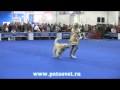 Евразия 2010 Фристайл (танцы с собаками) 