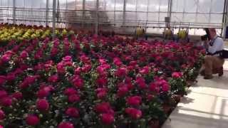 preview picture of video 'O'Connor Nurseries, Gorey, Co. Wexford'