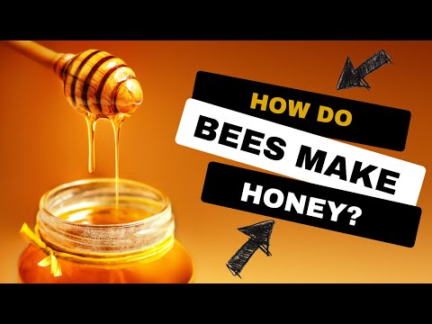 , title : 'How Do Bees Make Honey - Why Do Bees Make Honey - Where Does Honey Come From #SHORTS'