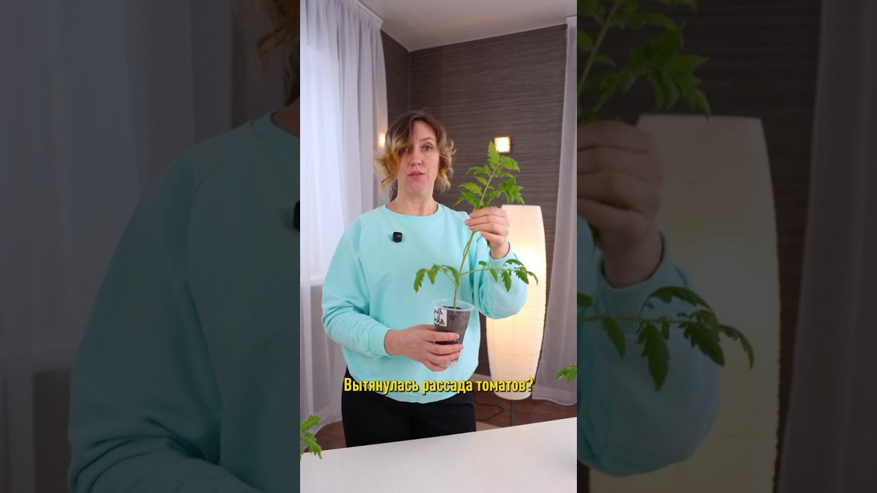 Крепкие урожайные кусты томатов будут даже из вытянутой рассады!