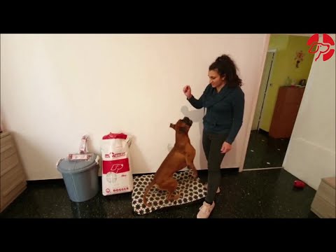 Crocchette Cani Feci Molli il Boxer Tyron lo ha risolto con Fish & Rice Dogbauer