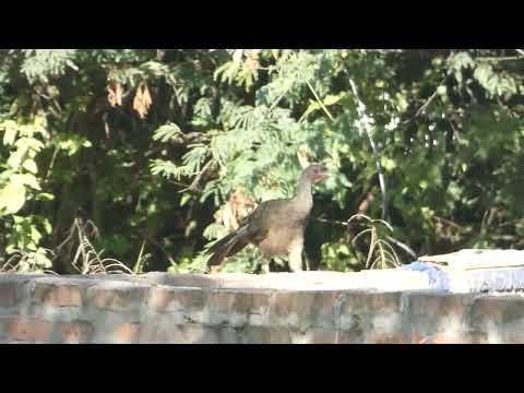 Chaco Chachalaca, Ortalis canicollis, Avia Terai, Chaco, Argentina, 9 Febr 2026