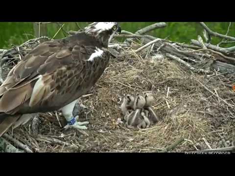 Dyfi osprey 2018 feeding three young chicks