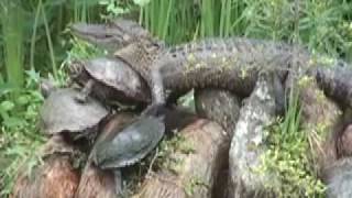 preview picture of video 'An alligator & red-eared sliders trying to climb bald cypress knees on the campus of UL Lafayette'