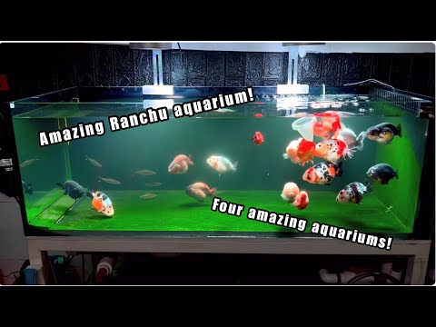 Amazing Ranchu! check out these aquariums! RATE MY TANK!