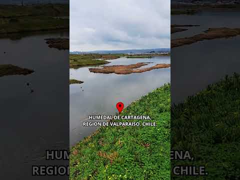 HUMEDAL DE CARTAGENA, REGION DE VALPARAISO, CHILE  #travel #viajes #chile #viajar #trip #shorts