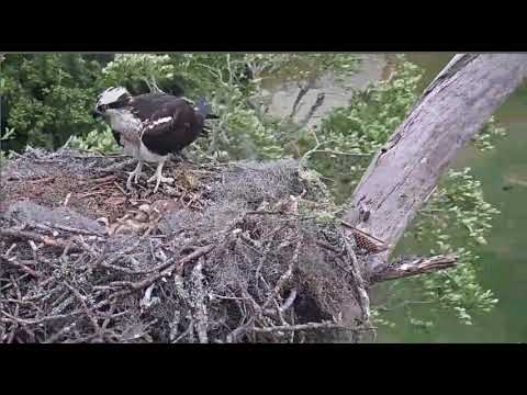 3 little O's and Momma riding a wicked wind today @Savannah Osprey Cornell Lab 04-19-19