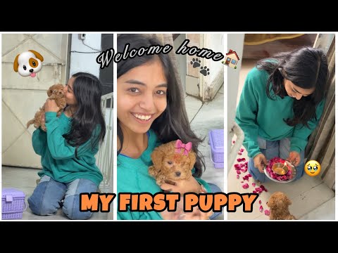 Meet my new puppy 🎀| Cutest KUHU 🐾| Toy Poodle 🐩