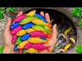 Ultimate Tiny Pond Stocking Guide Koi Platies Shocking Additions