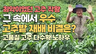 최악이었던 작황에서 고품질 고추 다수확 비결은? 자세하고 알기 쉽게 알려드립니다
