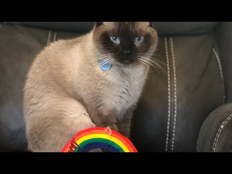 Don’t Touch My Catnip! (Max & Mya!)