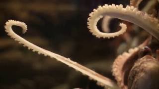 Ben Chatwin - Euclidean Plane