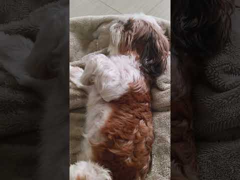 🐶#dog #puppy #shortvideo #trending #funny #shihtzu