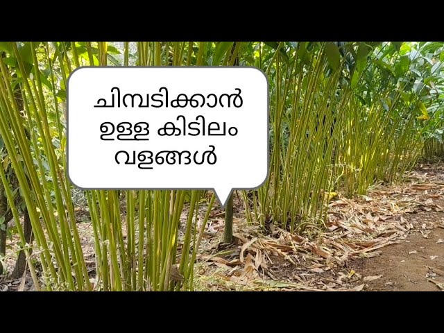ചിമ്പടി കുറവോ, ചിമ്പടിക്കാൻ ഉള്ള കിടിലം വളങ്ങൾ | cardamom buy | cardamom price