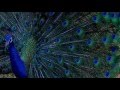 WAPWON COM Beautiful Peacock Peafowl In 4K Ultra HD 2160p Resolution Video