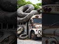 Shorts Snakecartoon Snake Nature Animals Snakevideo Owl Amazing Cartoon Foryou Wildlife
