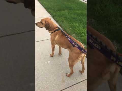 DUSTY, an adopted Vizsla in Lincoln, NE_image-1