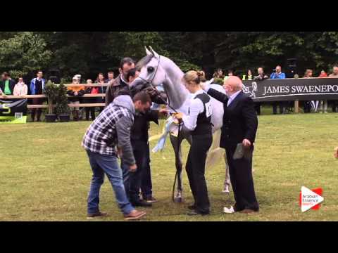 2nd place N.177 MADHER AL JAMAL - Bruges 2015 Int. - Senior Stallions Championship (Class 123)
