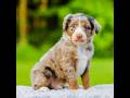 Mini Aussiedoodle dogs for sale: Shiloh - Video 1