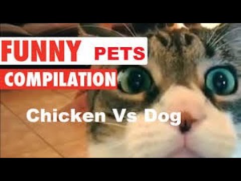 Funny cat.funny video,,