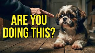 Shih Tzu Stress & Anxiety: 10 Warning Signs, Causes & How to Help